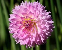 Георгина декоративная Сакура Фубуки (розовый, диаметр цветка 11см, 1шт, I)