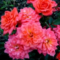 Роза миниатюрная Ориндж Бьюти (красно-оранжевый, махровый)