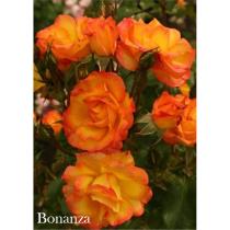 Роза Бонанза (шраб)