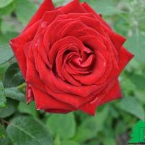 Роза чайно-гибридная Бранденбург (оранжево-красный)