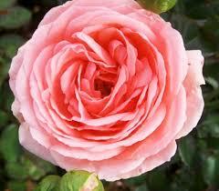 Роза флорибунда Кимоно (С3,5) Лососево-розовый