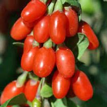 Годжи Нью Биг (С2) лист серо-зел. цв. пурпурный , плоды красно-оранж, созрев авг-окт, лиана 2-2,5м
