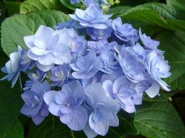 Гортензия крупнолистовая Романс Блю  (цветки голубые, махровые;  зимостойкость до -25°С)