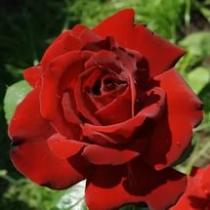 Роза чайно-гибридная София (красный)