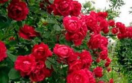 Роза канадская парковая Аделаида Худлес (пурпурный, махровый, 0,75 м)