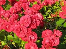 Роза плетистая Фламентанц (красный)