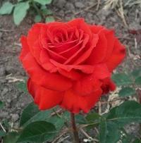 Роза чайно-гибридная Лидка (красный)