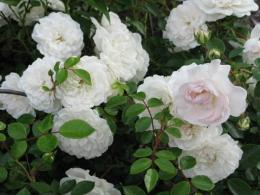 Роза почвопокровная Свани (белый)