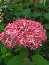 Гортензия древовидная Инвинсибел (цветки розовые, соцветия крупные)
