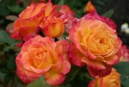 Роза флорибунда Стерео (оранжево-красный)