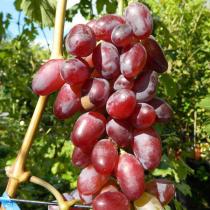 Виноград плодовый Байконур (C3)