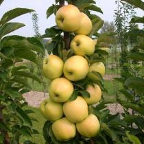 Яблоня колоновидная Чебурашка (летний,бело-зеленый )