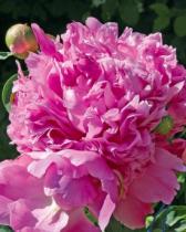 Пион травянистый Эмпайр Стейт (махровый,сиренево-розовый,диам15,арома т,средний, 1шт, 2-3)