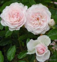 Роза почвопокровная Сиа Фом (белый)