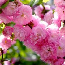 Миндаль трехлопастной (цветки розовые,махровые)