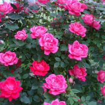 Роза плетистая Клайминг Критерион (темно-розовый)