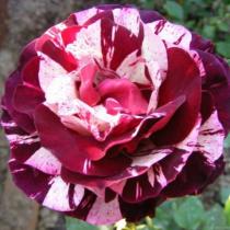Роза чайно-гибридная Имэджин (цветки красно-розовые со светлыми, бело-розов. полосами на лепестках)