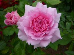 Роза канадская парковая  Ламбер Клосс (розовый, махровый, 0,8 м)