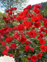 Роза почвопокровная Скарлет Мейяндекор (ярко-красные)