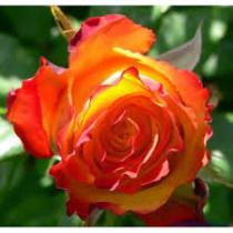 Роза флорибунда Ту Колор (красно-желто-оранжевый)