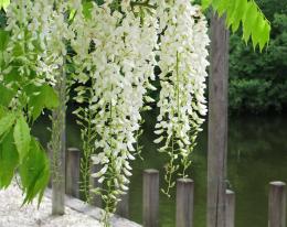 Глициния Китайская Альба (цветки белые в длин.соцв. лиана.)