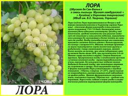 Виноград плодовый Лора  (очень ранний, салатно-белый, овальный, крупный)/Цкор
