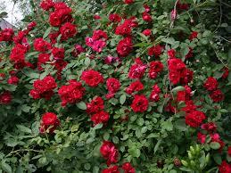 Роза плетистая Симпати (С3,5) Красная