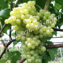 Виноград плодовый Кишмиш №342 С3