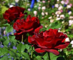 Роза чайно-гибридная Дам де Кер (С3,5) вишнево-красный