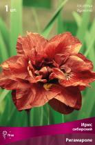 Ирис сибирский Ригамароле (махровый, цветки , нежно-розовые с темно-малиновыми штрих., 1шт, I)