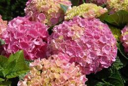 Гортензия крупнолистовая Кумико (цветки розовые)