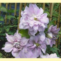 Клематис крупноцветковый Луиз Роу (светло-лилово-розовый, махровый)