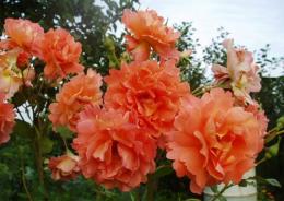 Роза парковая Вестерленд (оранжевый)