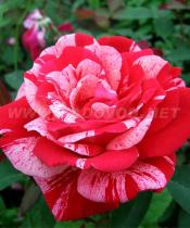 Роза парковая Фердинанд Пичад (розовый с белыми брызгами)