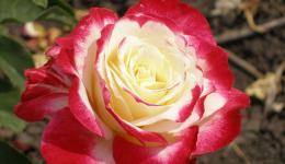 Роза чайно-гибридная Дабл Делайт (лепестки белые с красной каймой)