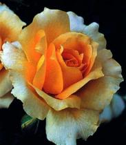 Роза чайно-гибридная Казанова (желтый)