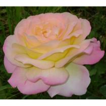 Роза чайно-гибридная Пис (Глория Дей) (желтый с розов краем)