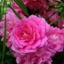 Роза почвопокровная Супер Дроти (розовые густомахровые)