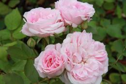 Роза канадская парковая Модэн Бланш (бело-розовый, махровый, 0,5-1,0 м)/Цкор
