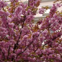 Сакура (вишня декоративная)Розеа Плена (цветки сверло-розовые,махр)