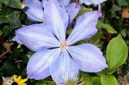 Клематис крупноцветковый Мисссис Холмонделей С2 Голубой