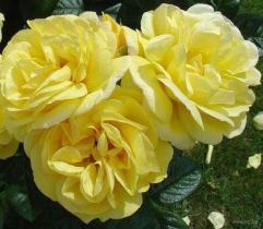 Роза плетистая Голден Элеганс (светло-желтый)