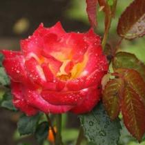 Роза чайно-гибридная Шато Жискур (от ярко красн. до желто-красного)