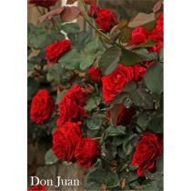 Роза Дон Жуан (плет.)