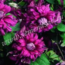 Клематис ботанический Пурпуреа Плена Элеганс (пурпурно-красный,махровый) ( v2л)