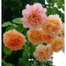 Роза плетистая Франсуа Юренвиль (С3,5) Оранжево-розовый