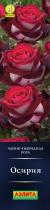 Роза Осирия/Чайно-гибридные