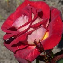 Роза чайно-гибридная Биколет (красно-желтый)