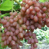 Виноград плодовый Кишмиш лучистый С3