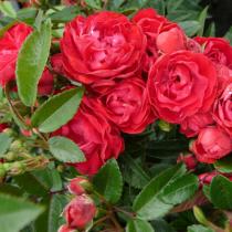 Роза миниатюрная Руд Морсдаг (красный)